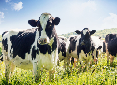 Bovine Mortality Bovine Mortality