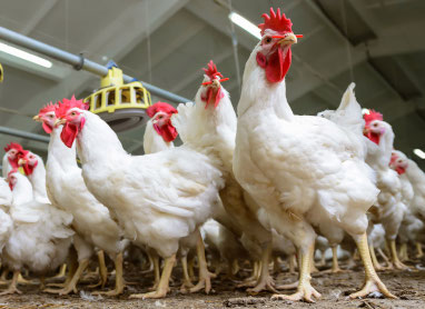 Poultry Mortality Poultry Mortality