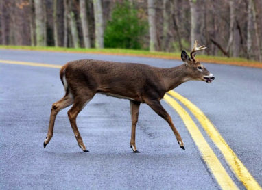 Roadkill Mortality Roadkill Mortality