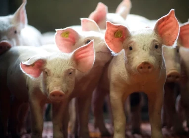 Swine Mortality Swine Mortality